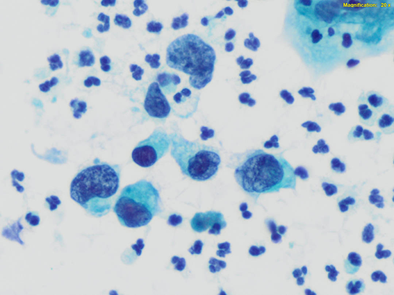 Servicio de Citopatología y Papanicolaou