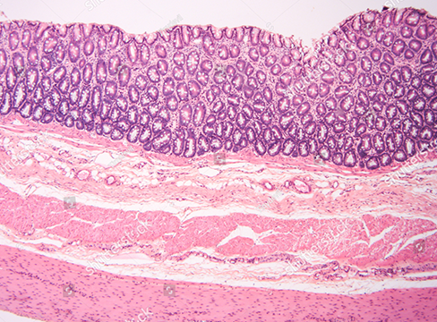 Referente de Histología Normal - JC PATH LAB
